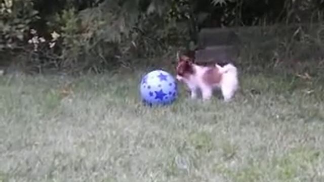 Agilis Imperial Topaz - papillon female puppy смотреть онлайн