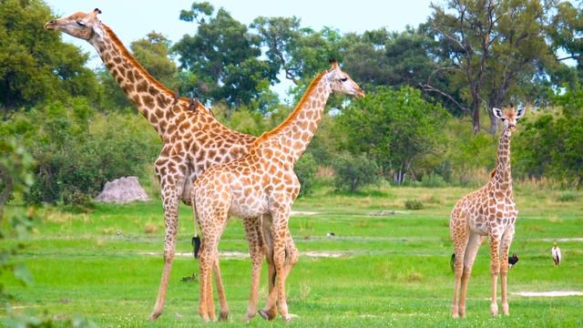 ЭКСТРЕМАЛЬНЫЕ ЦВЕТА  в 2024 - Dolby Vision 🌿 Wildlife 12K HDR 120fps