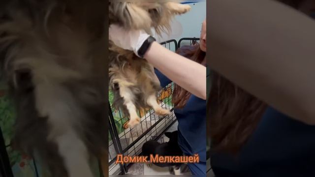Сдали собак в приют в коробках. Домик Мелкашей. смотреть онлайн