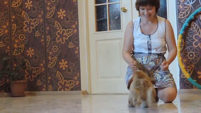 Команды сидеть и служить 1 неделя дрессировки Фанни 2,5 месяца_Английский кокер спаниельь смотреть онлайн