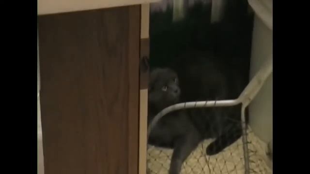 Кот на Приеме у Ветеринара. У Кота Стресс. смотреть онлайн