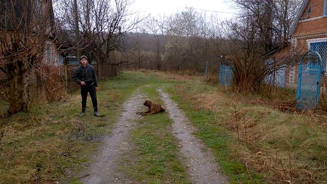 Немецкий боксёр- особенность этой породы. Дрессировка боксера смотреть онлайн