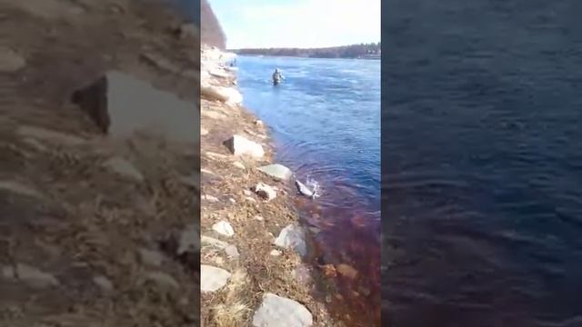 Рыбалка на Варзуге смотреть онлайн