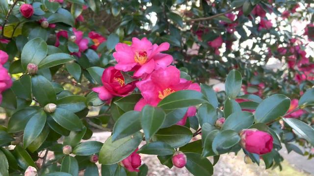 Japanese Camellia Flower Scientific Name Camellia Sasanqua