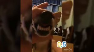 ПРИКОЛ "СОБАКА-ЛЯ-ЛЯ-ЛЯ" || [0,5-2,0]😂