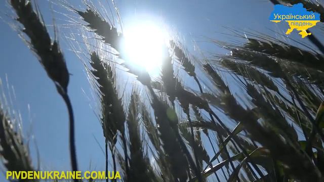 На Херсонщині відбувся Міжнародний день поля смотреть онлайн