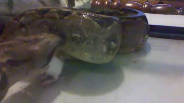 cental american boa finishes off a mouse. смотреть онлайн