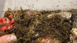 МОКРИЦЫ . СОДЕРЖАНИЕ . РАЗМНОЖЕНИЕ . КОРМЛЕНИЕ . ВЕНТИЛЯЦИЯ .