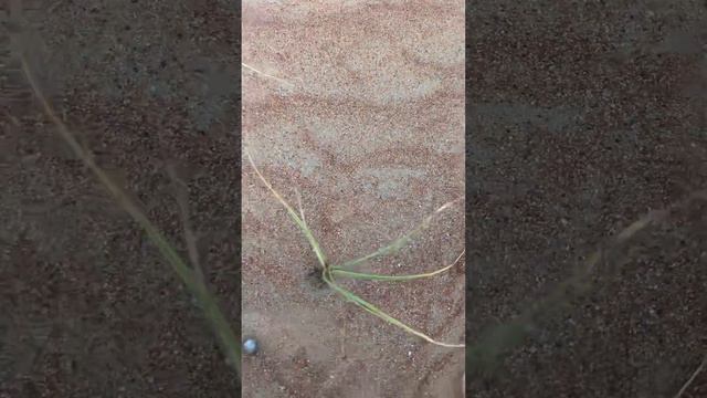 Приключения в пустыне. Часть 1 🌳❌🌱✅ смотреть онлайн