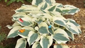 Хоста гибридная Фирн Лайн (hosta) ? хоста Фирн Лайн обзор: как сажать саженцы хосты Фирн Лайн