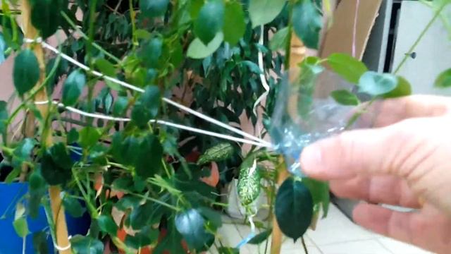Как получить черенок с корешками на материнском растении? смотреть онлайн