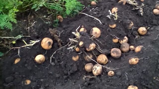 Супер картофель Киви и мотоблок нева смотреть онлайн