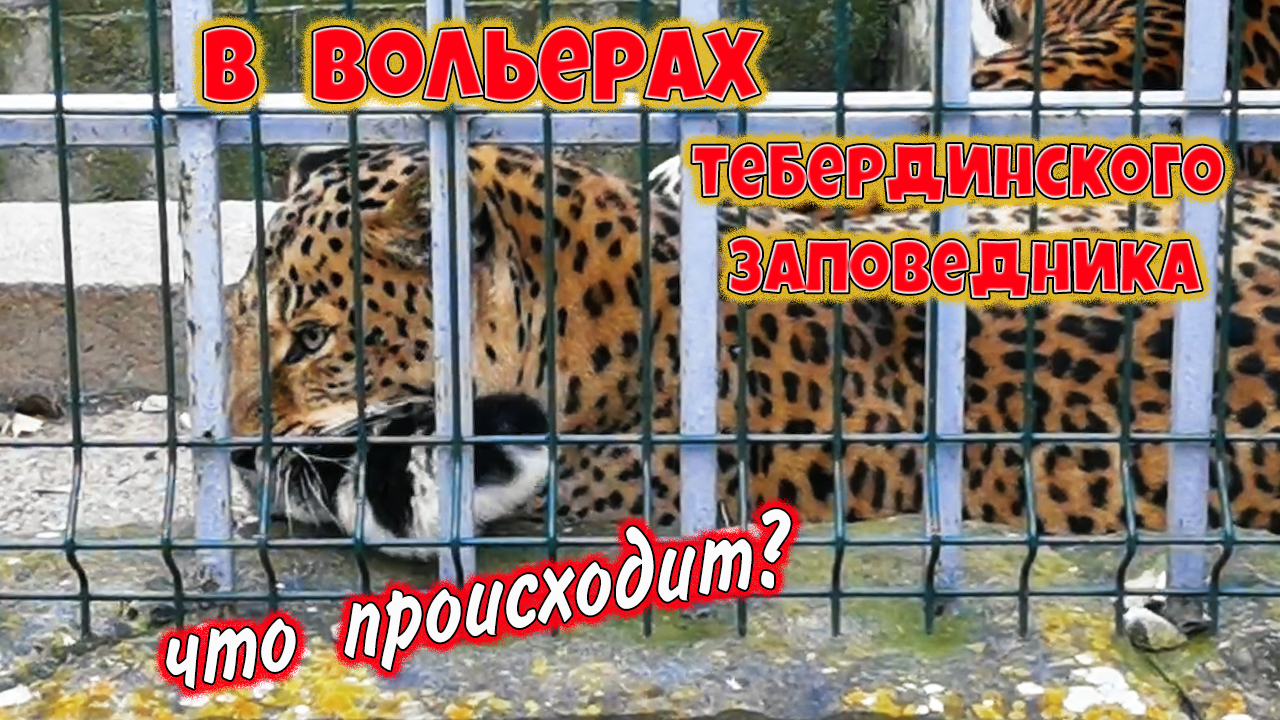 Вольерный комплекс тебердинского заповедника. смотреть онлайн