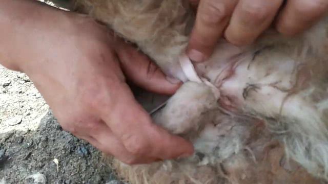 Как кастрировать овец.
