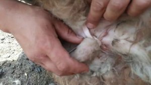 Как кастрировать овец.