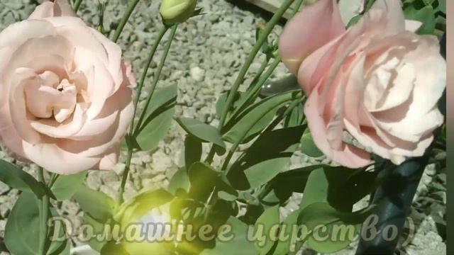 КОРОЛЕВА ИЗ ИРЛАНДИИ!!! ЭУСТОМА ЦВЕТЁТ!!! смотреть онлайн