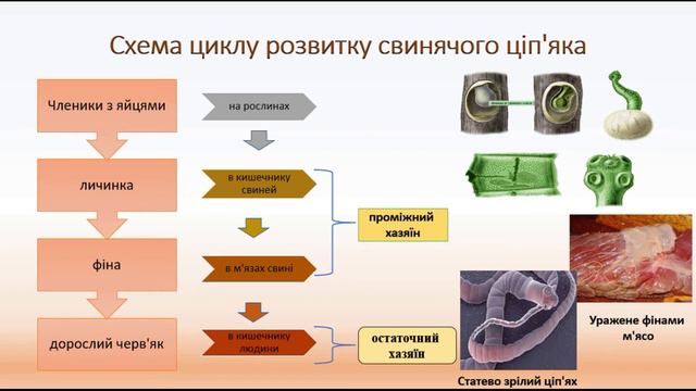 Біологія. Тварини. Паразитичні черви. Гельмінти. Ціп'як свинячий. Симптоми. Хвороби людини та твари смотреть онлайн