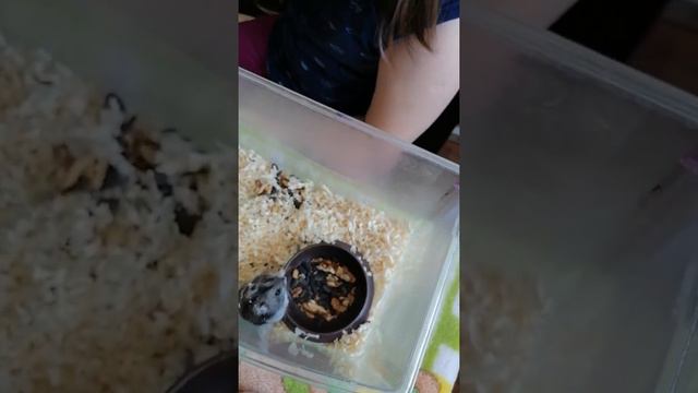 Джунгарики хомяки смотреть онлайн