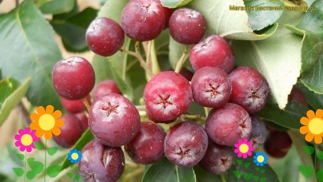 Рябина Рубиновая. Краткий обзор, описание характеристик sorbus rubinowaja a Рубиновая смотреть онлайн