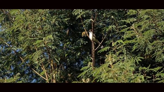 Urubici, Santa Catarina, Brazil - With English subtitles смотреть онлайн