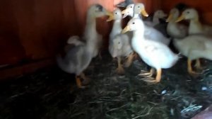 Утята бройлеры СТАР 53. День семнадцатый.