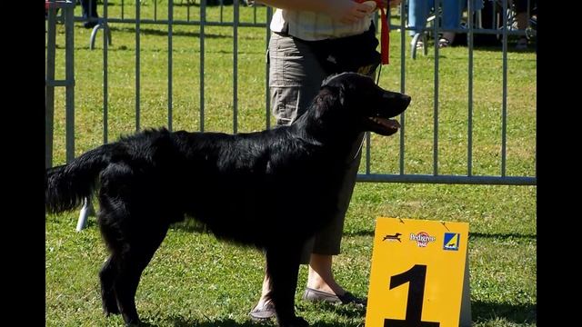 Прямошерстный Ретривер/Flat-Coated Retriever (порода собак HD slide show)! смотреть онлайн