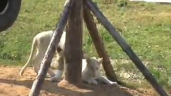 white lions.белые львы.ярославский зоопарк.mp4