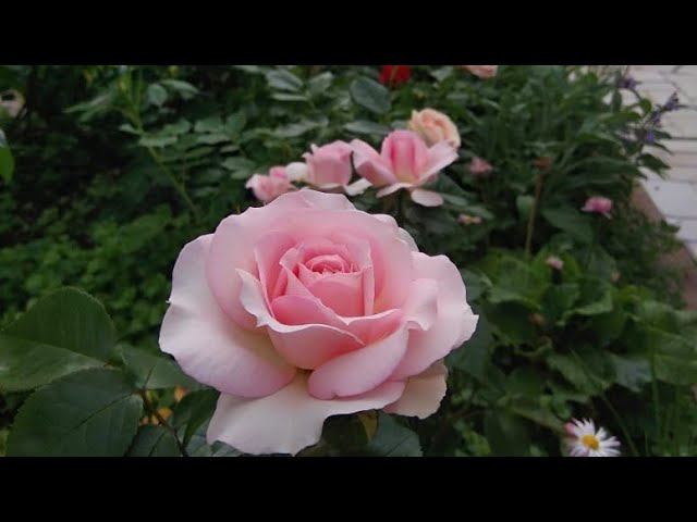 Последняя обрезка роз. Начало августа. смотреть онлайн