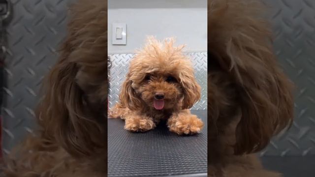 Pet Groomers Pampering Pups! смотреть онлайн