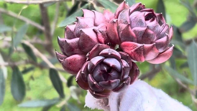 Echeveria ‘Black Hwayeon смотреть онлайн