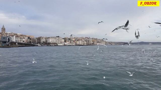 Пролив Босфор, чайки и звук моря 2016 смотреть онлайн