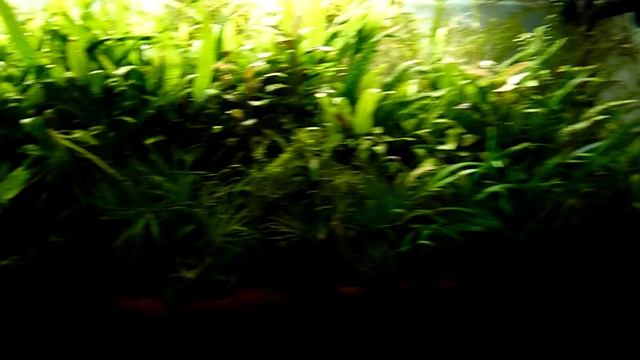 Травник 240л. 13.12.16. Гурами карликовый ( пумила ). смотреть онлайн