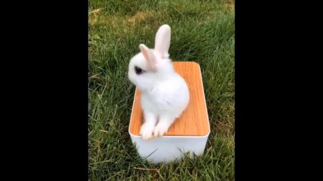 Милейшие Детеныши Животных💕- Самые МИЛЫЕ ЖИВОТНЫЕ в мире 🐶- cute baby animals #11 смотреть онлайн