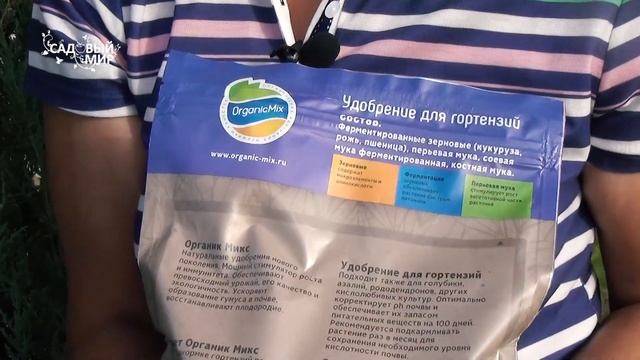 КРАСОТКИ- ГОРТЕНЗИИ ЛЮБЯТ ПОКИСЛЕЕ. смотреть онлайн