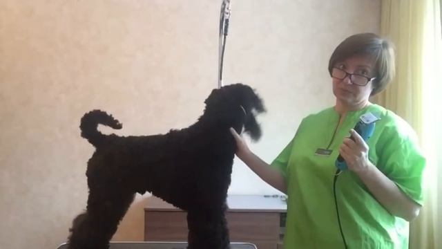 Наталия Юрьева приглашает на мастер-класс по керри блю терьеру смотреть онлайн