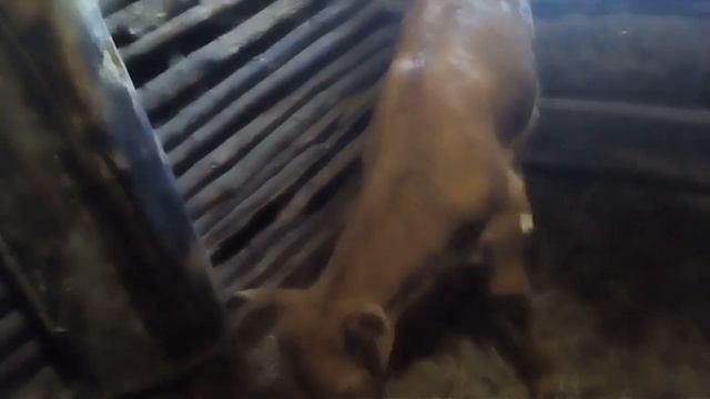 уход за теленком смотреть онлайн