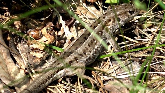 Зеленушка птица певчая / ящерица воробей два петуха смотреть онлайн