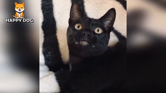 Funny Animals Videos ? - Funniest Cats and Dogs ?? 148 смотреть онлайн