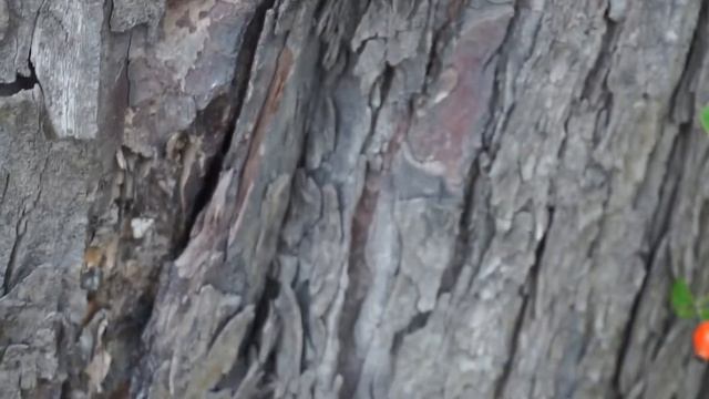 Żagiew łuskowata - Polyporus squamosus cz2 смотреть онлайн