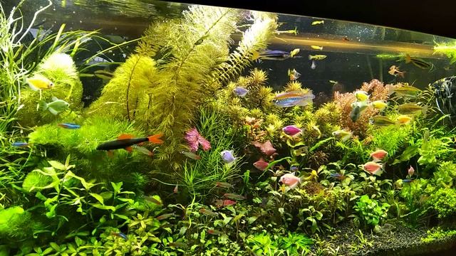 Перекись в аквариуме. Самое универсальное средство в аквариумистике! смотреть онлайн