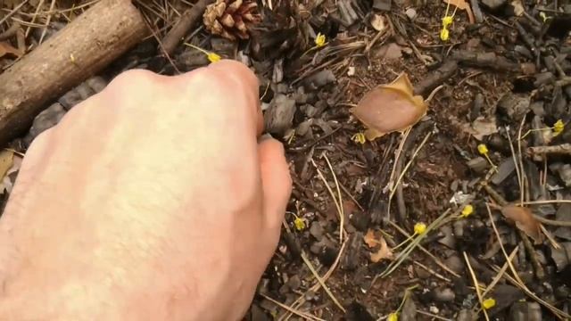 Мои находки в лесу. Нашел Железо , Алюминий , Медь