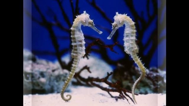 Удивительно красивые морские коньки смотреть онлайн