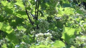 Ловушка для пчел. Установка ловушек для пчел. Где ставить ловушки для пчел. Расстановка ловушек.