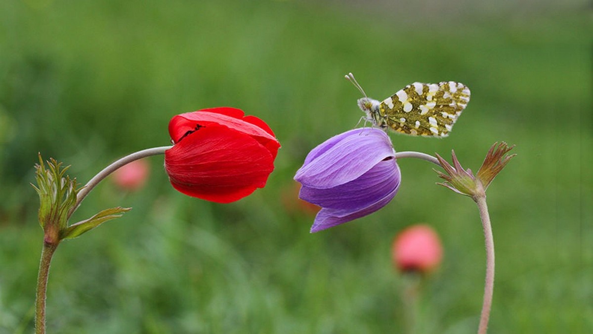 Бал цветов смотреть онлайн