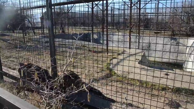 Две соперницы тигрицы Скарлет и Василиса ! смотреть онлайн