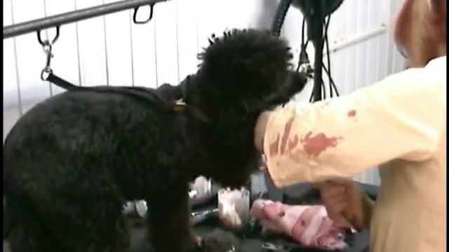 стрижка пуделя Groomingdogs.ru