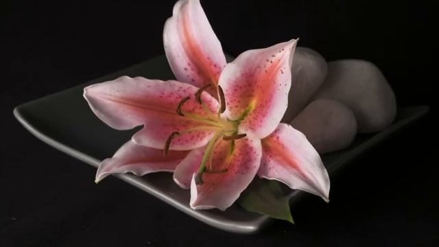 Fujifilm X T1 Kit смотреть онлайн