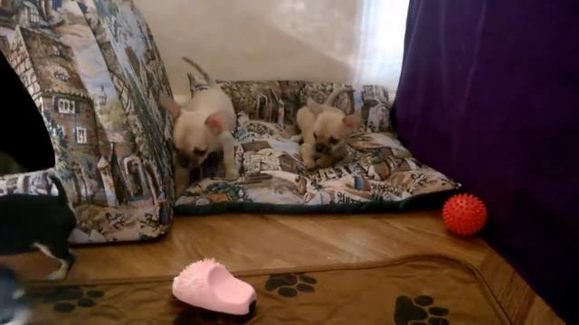 Щенки чихуахуа 1,5 месяца смотреть онлайн