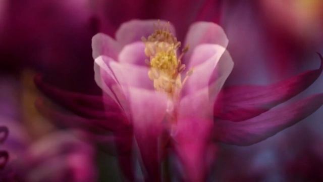 Мой голос - это моя жизнь! Женская исцеляющая аффирмация. Соломон Инна Риватар