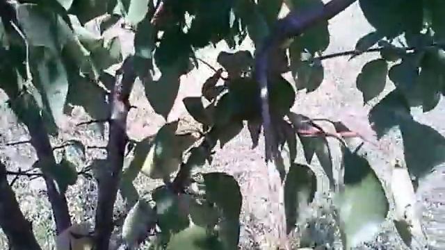 Абрикос.01.07.17. Ожидаем -  Ананасный (Шалах), NGA-19, Харкот.